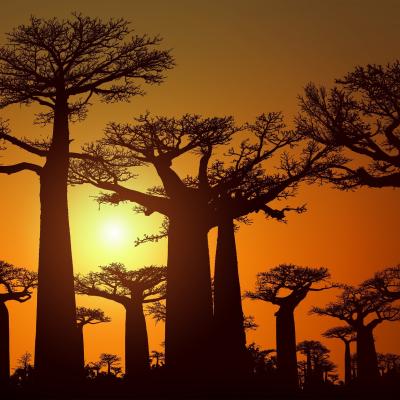 Madagascar nord, 19 jours (prix à partir de 1890€)