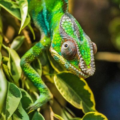 Madagascar nord, 19 jours (prix à partir de 1890€)