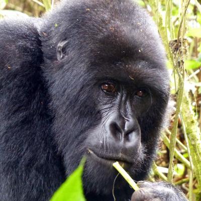 Rwanda