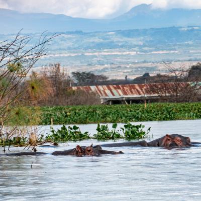 Kenya du 30 novembre au 21 décembre 2024