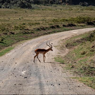 Kenya