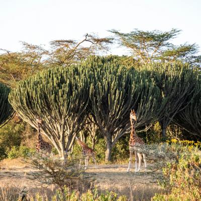Kenya