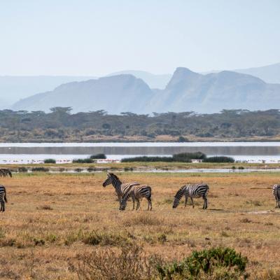 Kenya du 30 novembre au 21 décembre 2024