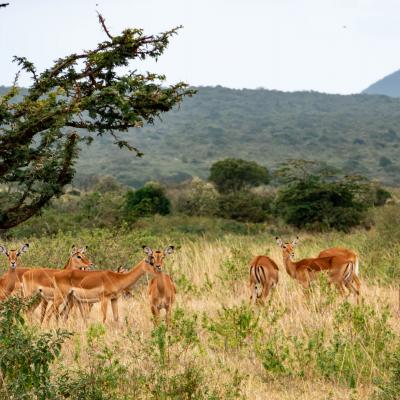 Kenya
