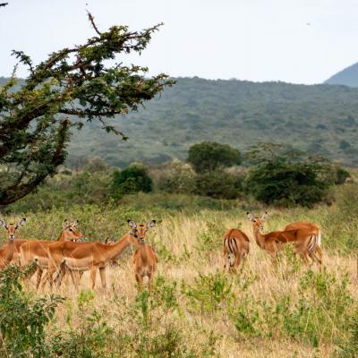 Kenya du 30 novembre au 21 décembre 2024