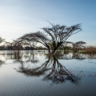 Kenya du 30 novembre au 21 décembre 2024