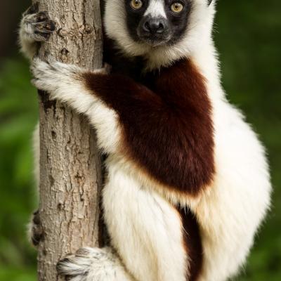 Madagascar 42 jours du 23 septembre au 03 novembre 2026