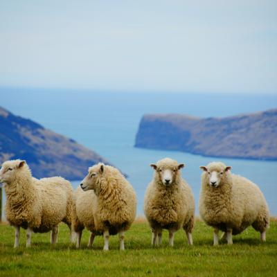 Nouvelle Zélande