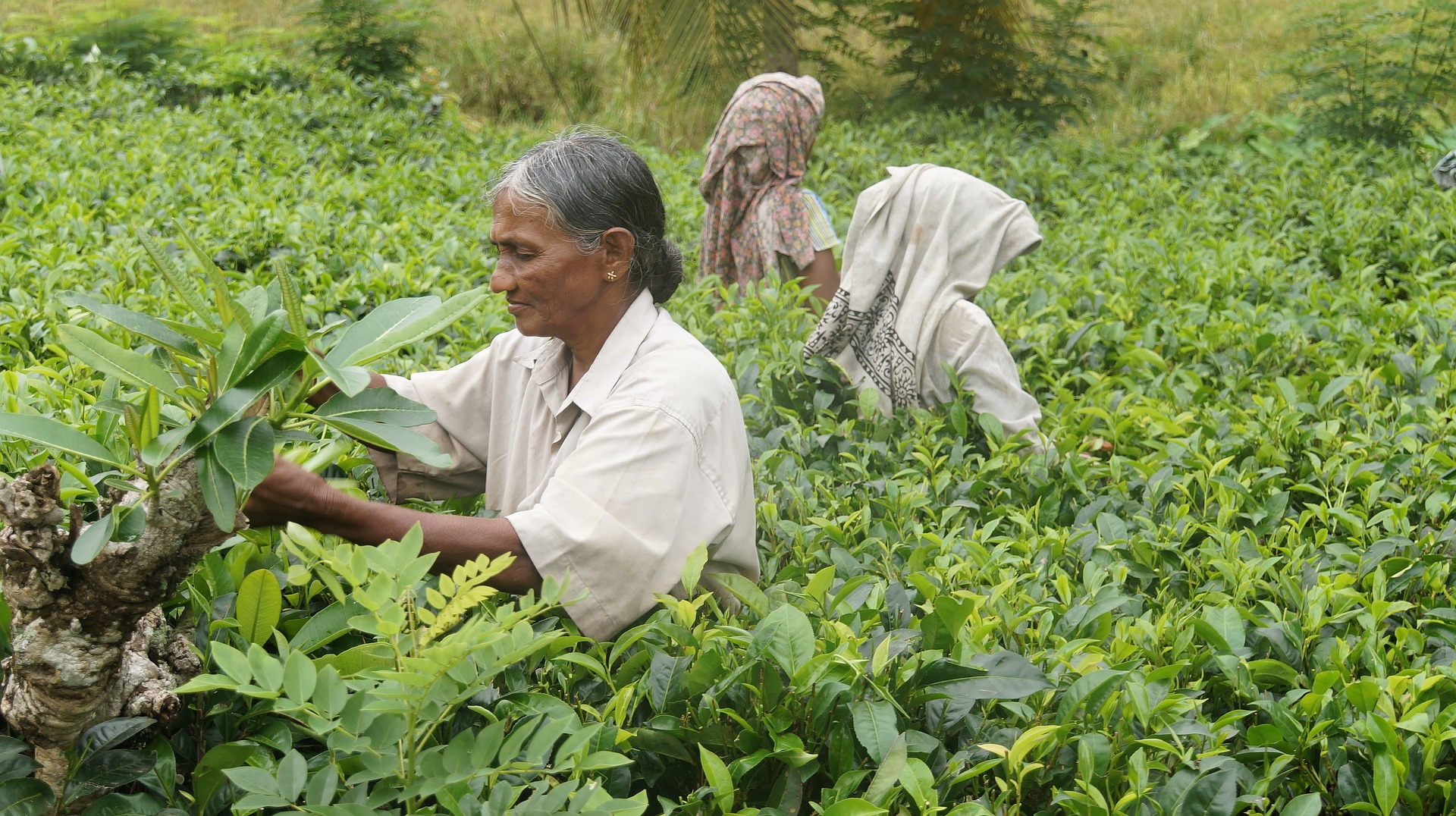 Sri Lanka du 02 février au 23 février 2025