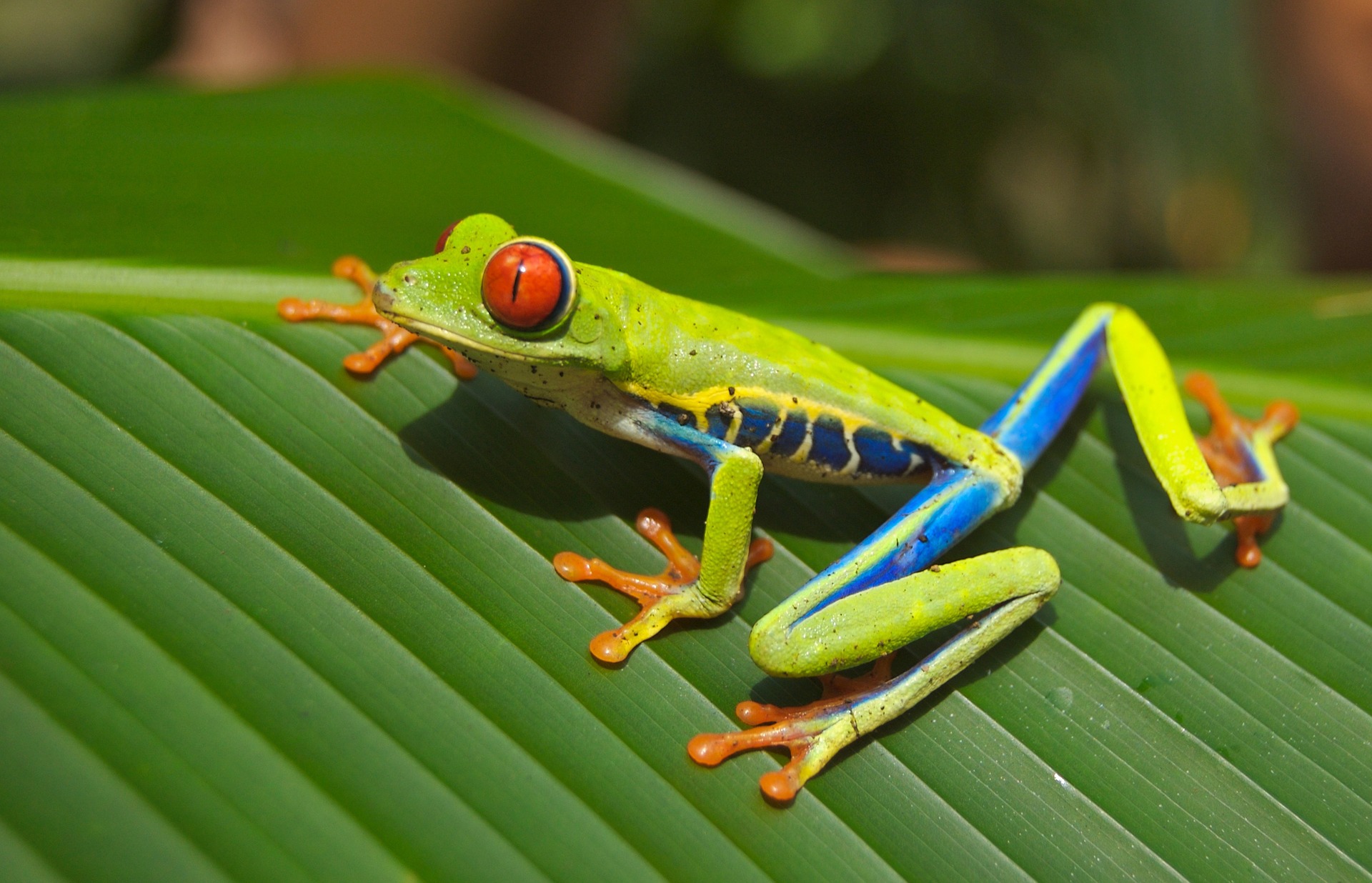 Du Panama au Nicaragua   27 Jours