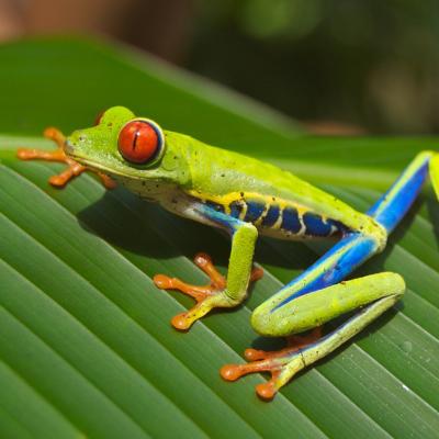 Du Panama au Nicaragua   27 Jours